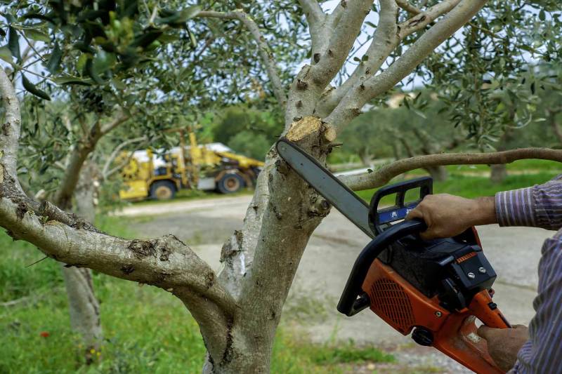 Tree-Trimming